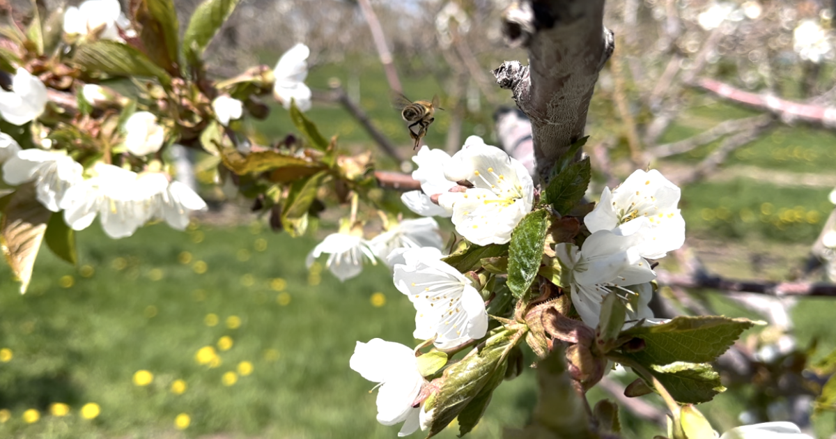 Flathead Lake cherry trees in full bloom